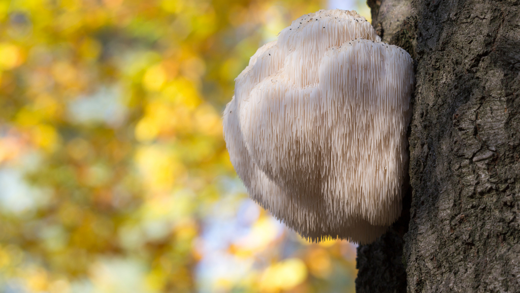 What is Hericium erinaceus?